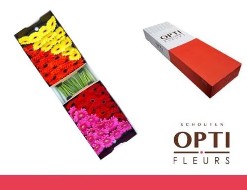 Gerbera grootbloemig gemengd