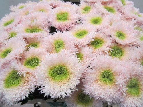 Chrysanthemum geplozen kas kleurbehandeld H%