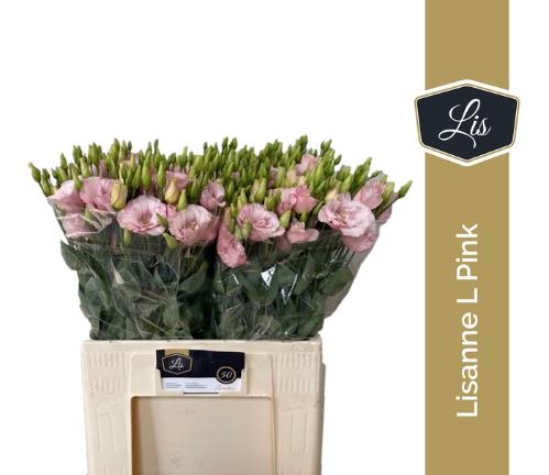 Eustoma russellianum gevuldbloemig Lisanne Light Pink