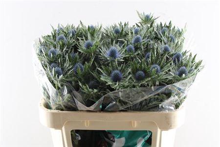 Eryngium Aquarius Questar