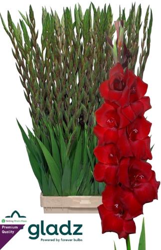 Gladiolus grootbloemig 'Fat Boy'