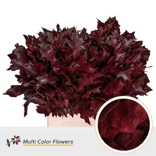 Quercus rubra kleurbehandeld H%