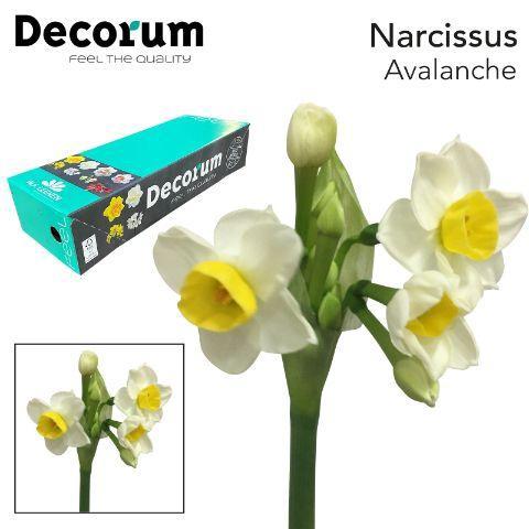 Narcissus tazetta met blad 'Avalanche'