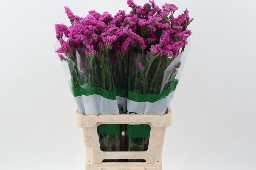 Limonium sinuatum Heart Wings