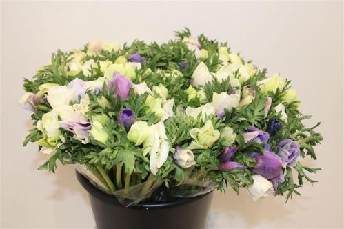 Anemone coronaria Marianne gemengd