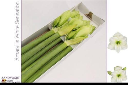 Hippeastrum Galaxy Grp 'White Sensation'