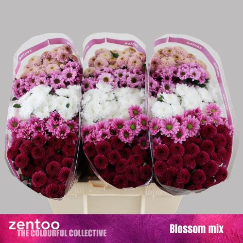 Chrysanthemum Indicum Grp tros santini gemengd