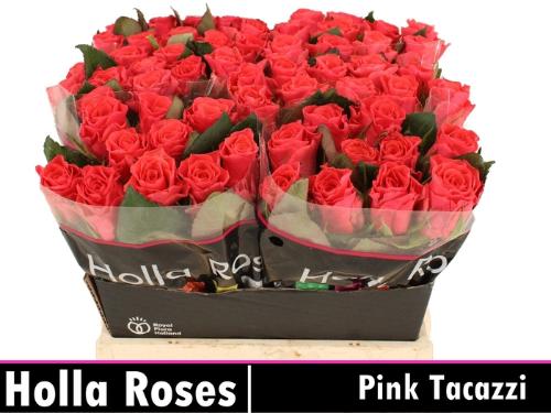Rosa grootbloemig Pink Tacazzi+