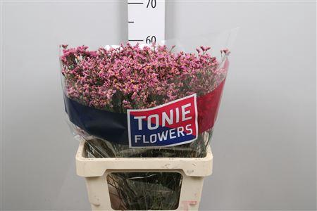 Limonium sinensis Princess Diamond