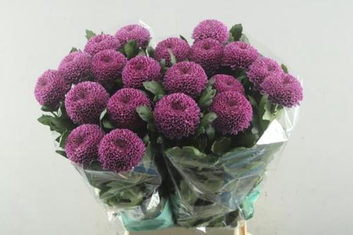 Chrysanthemum (Indicum Grp) geplozen Roxo