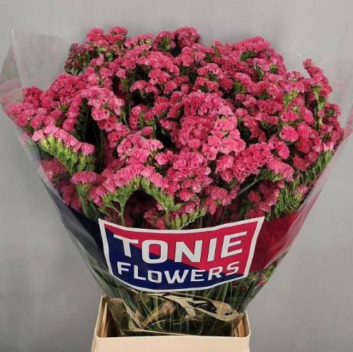 Limonium sinuatum Amazon Birds