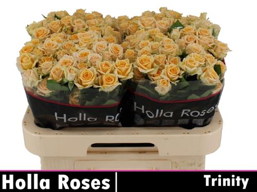 Rosa tros Trinity