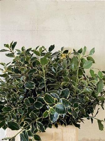 Ilex (bont) per bos