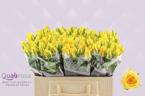 Rosa grootbloemig Moonwalk