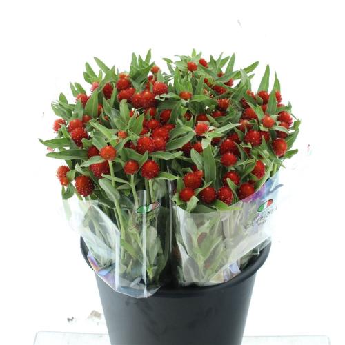 Gomphrena globosa 'Strawberry Fields'