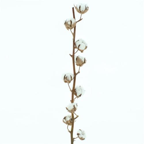 Gossypium hirsutum wit