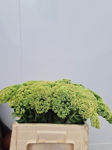 Sedum spectabile