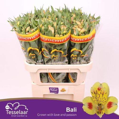 Alstroemeria Bali