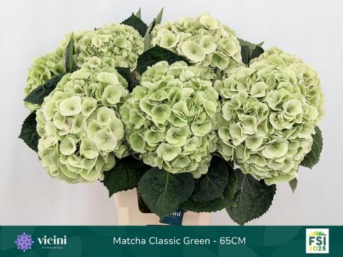 Hydrangea macrophylla My Beautiful Matcha (classic)