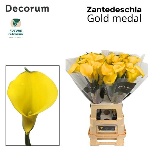 Zantedeschia 'Gold Medal'