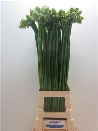 Ornithogalum saundersiae