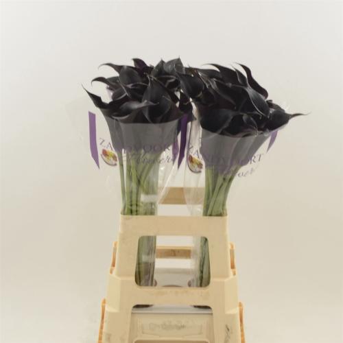 Zantedeschia 'Escape'