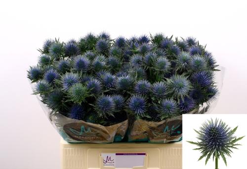 Eryngium planum Magnetar Questar