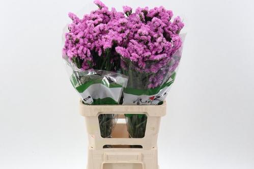 Limonium sinuatum Taffy Sun Birds