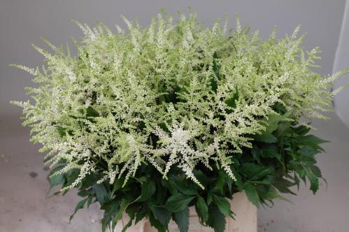 Astilbe Japonica Grp 'Whasingthon'