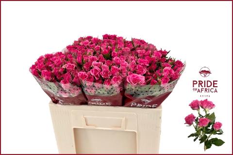 Rosa tros Lianne