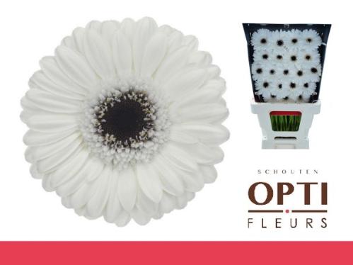 Gerbera mini Lido