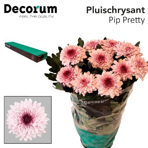 Chrysanthemum (Indicum Grp) geplozen Pip Pretty