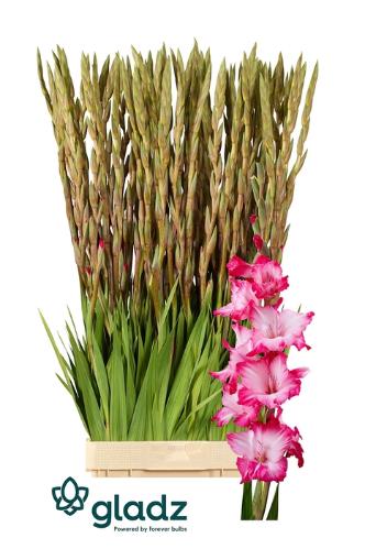 Gladiolus (Large-flowered Grp) 'Milkshake'