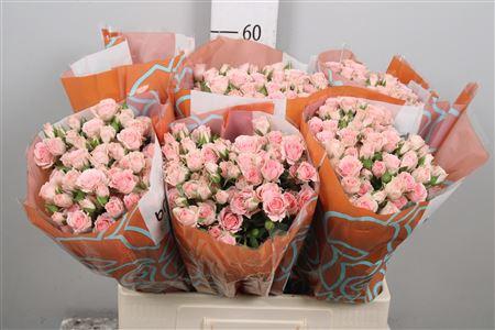 Rosa tros Lydia