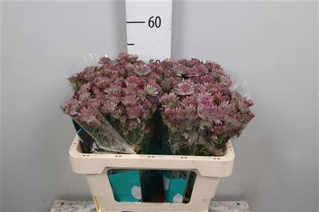 Astrantia major 'Roma'