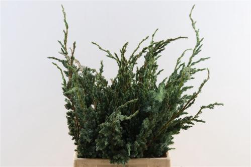 Juniperus squamata 'Meyeri' per bos