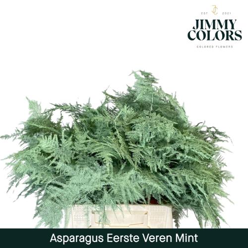 Asparagus overig kleurbehandeld H%