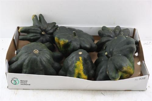 Siervruchten per stuk Cucurbita pepo 'Baby Boo'