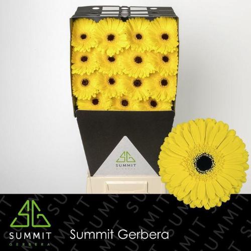 Gerbera grootbloemig 'Don Leo'