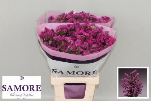 Limonium sinuatum Rosa Sun Birds