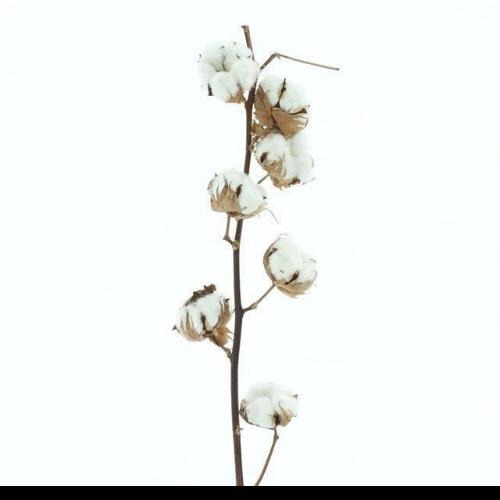 Gossypium hirsutum wit