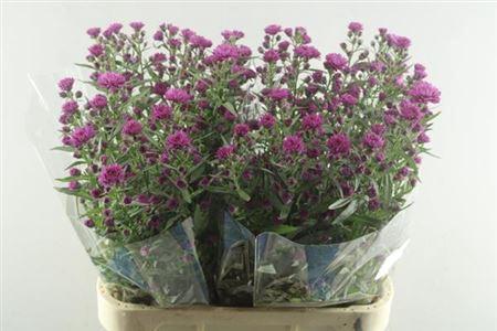 Aster Novi-belgii Grp 'Flash'