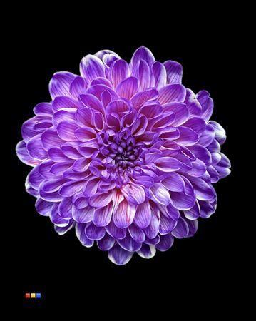 Chrysanthemum Indicum Grp tros kas kleurbehandeld H%