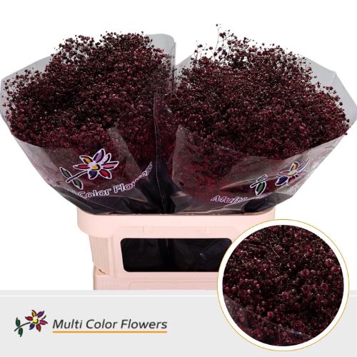 Gypsophila overig kleurbehandeld H%