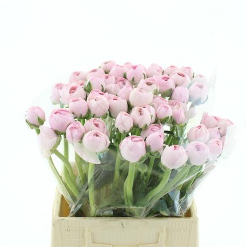 Ranunculus asiaticus Success Lady