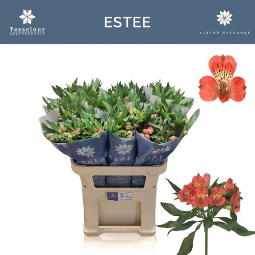 Alstroemeria Estee