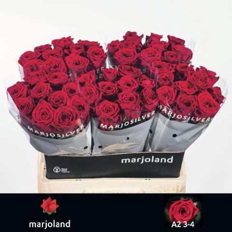 Rosa grootbloemig Red Naomi!