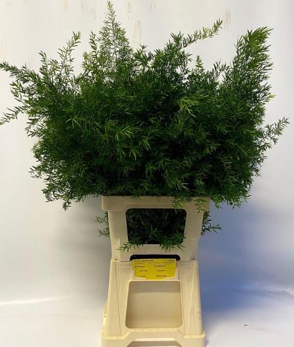 Asparagus densiflorus 'Cwebe'