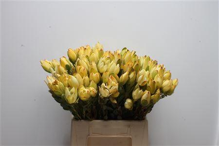 Leucadendron discolor