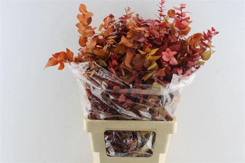 Eucalyptus kleurbehandeld per bos H%